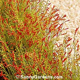 Penstemon pinifolius, Beard Tongue