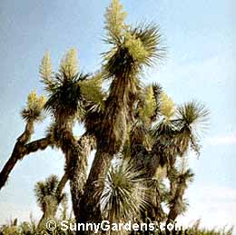 Beaucarnea stricta