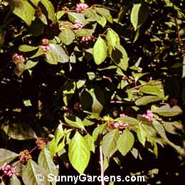 Callicarpa bodinieri, Profusion Beautyberry