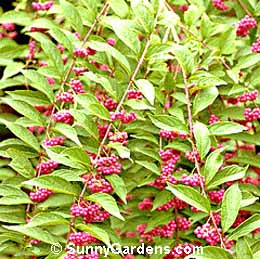 Callicarpa dichotoma, Purple Dichotoma, Chinese Beautyberry