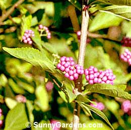Callicarpa dichotoma, Early Amethyst Beautyberry