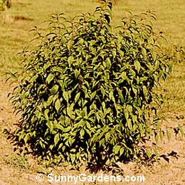 Callicarpa japonica, Japanese Beautyberry