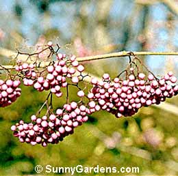 Callicarpa japonica, Luxurian Beautyberry