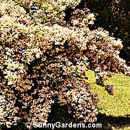 Kolkwitzia amabilis, Beauty Bush