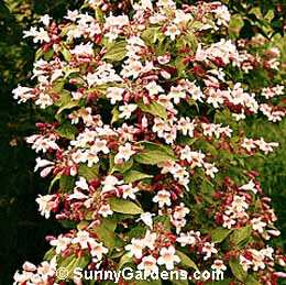 Kolkwitzia amabilis, Beauty Bush, Pink Beauty Bush
