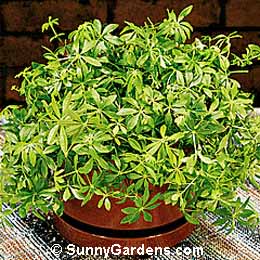 Galium odoratum, Sweet Woodruff, Asperula odorata, Bedstraw