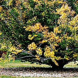 Fagus grandifolia, American Beech, Grandiflora Beech