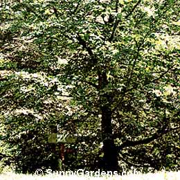 Fagus sylvatica, European Beech