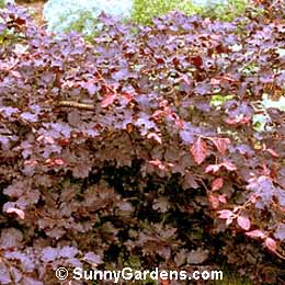Fagus sylvatica, Purple Beech, Copper Beech