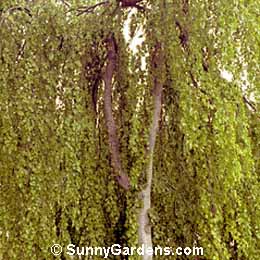 Fagus sylvatica, Weeping Beech