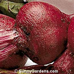 Beta vulgaris, Beet