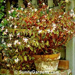 Begonia, Reiger Begonia