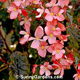 Begonia