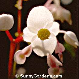 Begonia grandis, Hardy Begonia