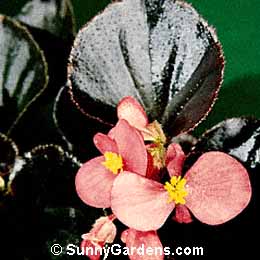 Begonia semperflorens, Bedding Begonia, Wax Begonia, Fibrous Begonia