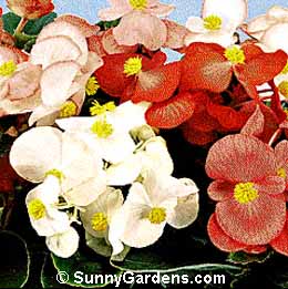 Begonia semperflorens, Bedding Begonia, Wax Begonia