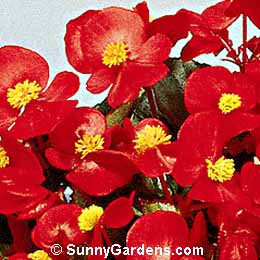 Begonia semperflorens, Wax Begonia, Bedding Begonia, Fibrous Begonia
