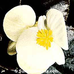 Begonia semperflorens, Wax Begonia, Bedding Begonia, Fibrous Begonia