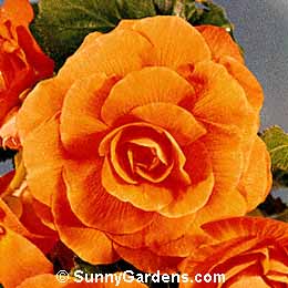 Begonia x tuberhybrida, Tuberous Begonia
