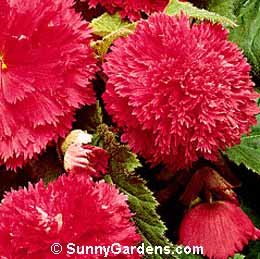 Begonia x tuberhybrida, Tuberous Begonia