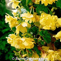 Begonia x tuberhybrida, Tuberous Begonia