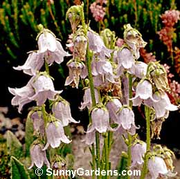 Campanula barbata, Bearded Bellflower, Cup and Saucer