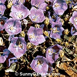 Campanula carpatica, Carpathian Harebel Bellflower, Cup and Saucer