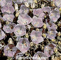 Campanula carpatica, Carpathian Bellflower, Carpathian Harebell, Tussock Bellflower