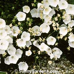 Campanula carpatica, Carpathian Bellflower, Carpathian Harebell, Tussock Bellflower