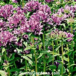 Campanula glomerata, Clustered Bellflower, Cup and Saucer