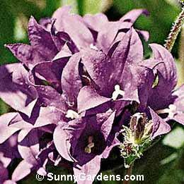 Campanula glomerata, Clustered Bellflower, Cup and Saucer