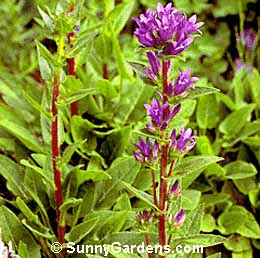 Campanula glomerata, Clustered Bellflower, Cup and Saucer