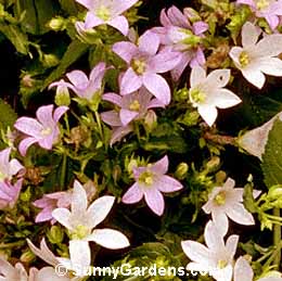 Campanula lactiflora, Cup and Saucer