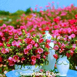 Campanula medium, Canterbury Bell, Cup and Saucer