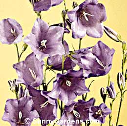 Campanula persicifolia, Peach-leaved Bellflower, Cup and Saucer