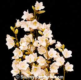 Campanula persicifolia, Peach-leaved Bellflower, Cup and Saucer