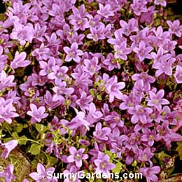 Campanula portenschlagiana, Dalmatian Bellflower, Cup and Saucer