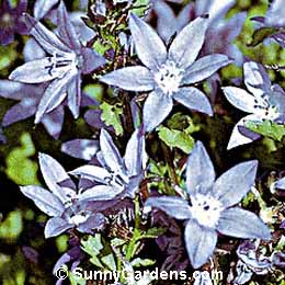 Campanula poscharskyana, Cup and Saucer