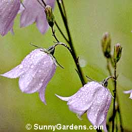 Campanula rotundifolia, Bluebell, Harebell, Bluebell of Scotland