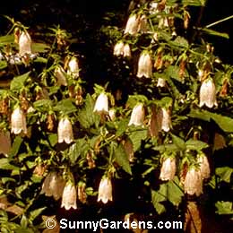 Campanula takesimana, Cup and Saucer