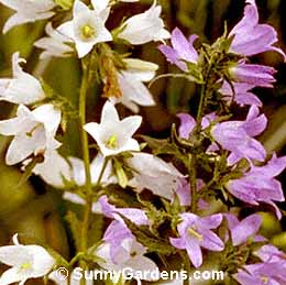 Campanula trachelium, Nettle-Leaved Bellflower, Throatwort, Cup and Saucer