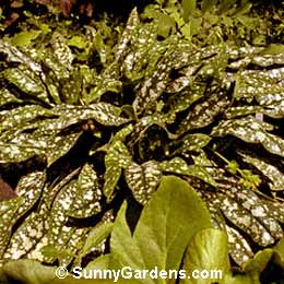 Bergenia, Silver Light Bergenia