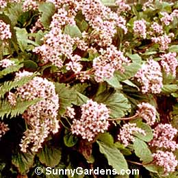 Bergenia cordifolia, Heartleaf Bergenia