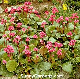 Bergenia cordifolia