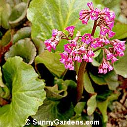 Bergenia cordifolia, Heartleaf Bergenia