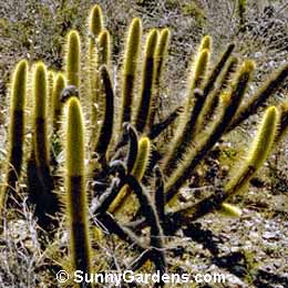 Bergerocactus emoryi