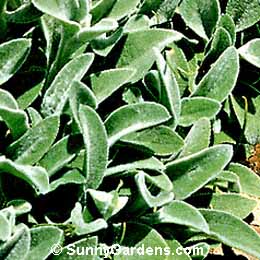 Stachys byzantina, Lamb's Ears, Lamb's Tail, Lamb's Tongue