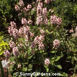 Stachys macrantha, Pink Big Betony