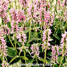 Stachys officinalis, Woundwort