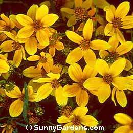 Bidens ferulifolia, Tickseed, Beggar's Ticks, Bur-Marigold